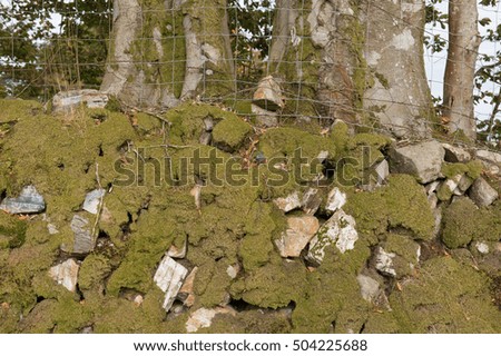 Granite Dry Stone Wall Covered in Moss in a Woodland Setting on Skaigh Warren within Dartmoor National Park in Devon, England, UK