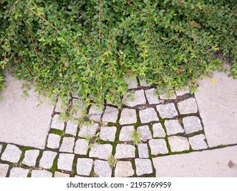 Granite Paving Stones On The Square.