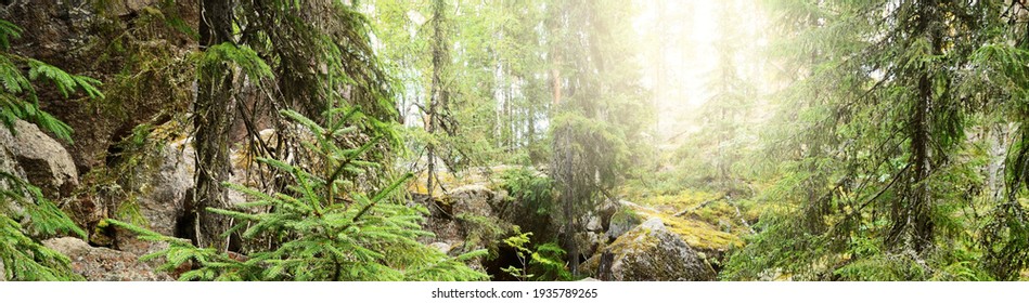 Granite rocks and canyons in Finland, natural textures. Evergreen forest. Soft sunlight. Picturesque panoramic view. Atmospheric landscape. Pure nature, ecology, environmental conservation, ecotourism
