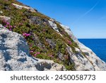 granite rocks and the fuchsia flowering of the Hottentot figs at Capo Sant Andrea, in the Tuscan archipelago