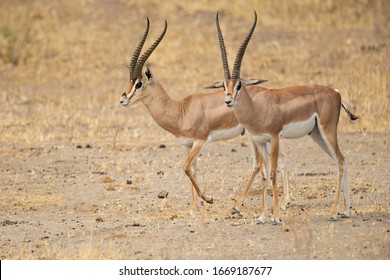 grants gazelle