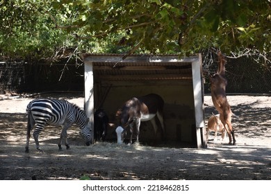 Grants Zebra And Donkey Eating In The Shade