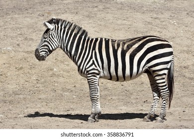 Grants Zebra (Equus Burchelli Boehmi) Resting In The Sun In Its Habitat