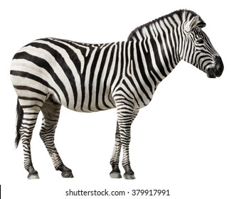 Grants Zebra (Equus Burchellii Boehmi) Isolated On A White Background