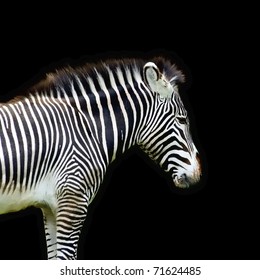 Grants Zebra On A Black Background