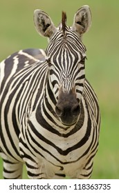 Grant's Zebra Portrait