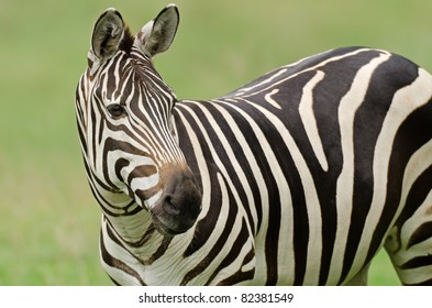 Grant's Zebra Portrait