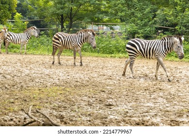 Grant's Zebra At The Zoo