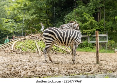 Grant's Zebra At The Zoo