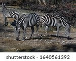 Grant`s zebras eating hay n their enclosure. Latin name - Equus quagga boehmi
