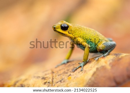 The granular poison frog (Oophaga granulifera) is a species of frog in the family Dendrobatidae, found in Costa Rica and Panama.
