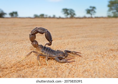 Granulated thick-tailed scorpion (Parabuthus granulatus), Kalahari desert, South Africa 