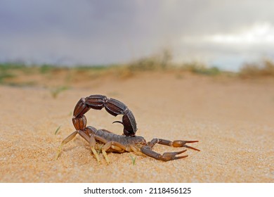 Granulated thick-tailed scorpion (Parabuthus granulatus), Kalahari desert, South Africa 
