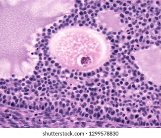 Granulosa Cells Of The Cumulus Oophorous Of An Antral Ovarian Follicle. These Cells Are Actively Proliferating And Thus Show Many Mitosis.