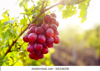 grape