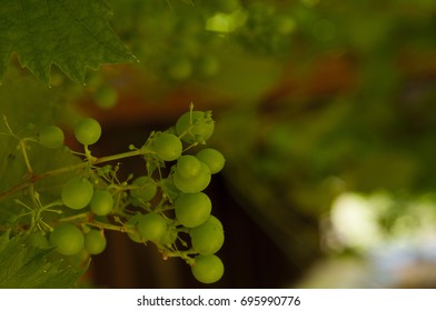 Grape Arbor