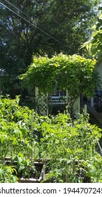 Grape Arbor With Grapes Growing