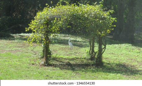 Grape Arbor In Green Grass