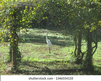 Grape Arbor In Green Grass