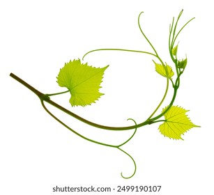 Grape branch isolated on white. Vine with green fresh leaves and tendrils. Grapevine. Sprig with leaves of grapevine. Fresh Green Grape Leaf. green vine leaves, close-up. spring ,summer. - Powered by Shutterstock