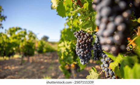 Grape cluster in the vine in autumn.