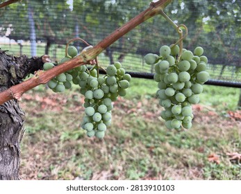 Grape Clusters Growing on an Old Vine Trunk in a Vineyard in Switzerland