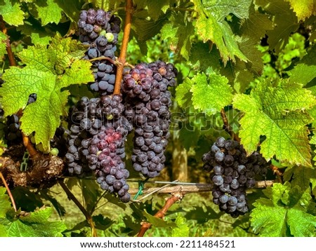 Grape Clusters on the Vine