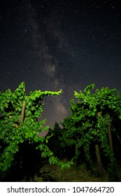 Grape Country Under The Night Sky