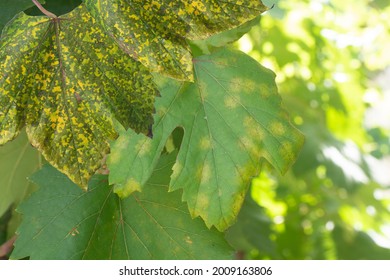 Grape Disease. Mildew. Grape Leaves Affected By Fungus.