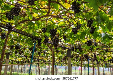 Grape  In The Farm