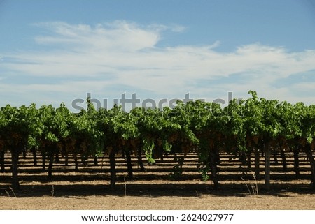 Grape farm in Perth using car