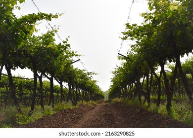 Grape farm or plantation. crop planted and cultivated at agriculture farm or fields in India. Vitis or grapevines crop.
