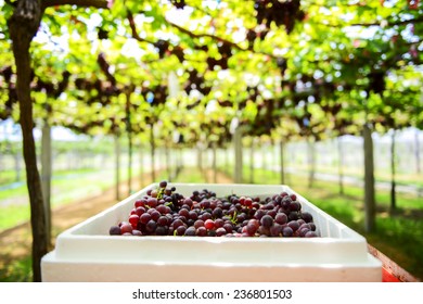 Grape Farm Tak ,Thailand