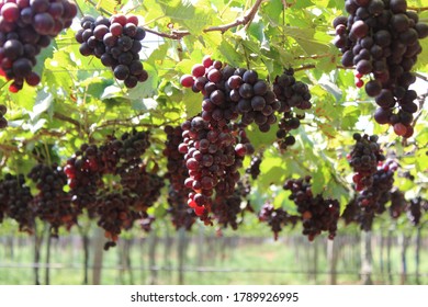Grape Farm And Wine Yard