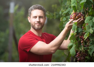 Grape farmer cutting grapes. Man picking wine grapes on vine in vineyard. Harvest of grapes. Fields vineyards ripen grapes for wine.