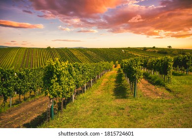 Grape field growing for wine. Vineyard hills. Summer scenery with wineyard rows