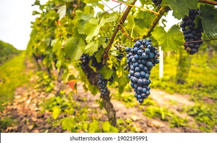 Grape field growing for wine. Vineyard hills. Summer scenery with wineyard rows