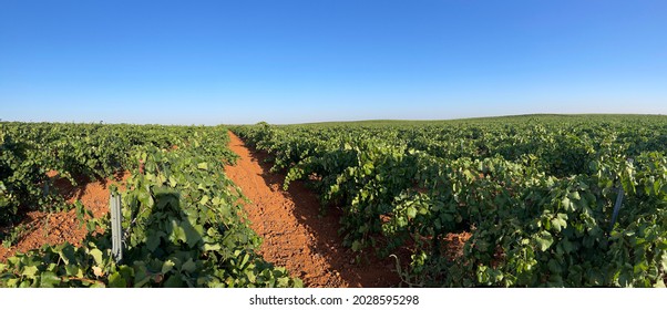 Grape Field For Wine Cultivation. Spanish Vineyard Hills. Summer Landscape With Rows Of Vineyards.