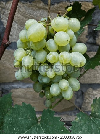 A grape is a fruit, botanically a berry, of the deciduous woody vines of the flowering plant genus Vitis. Grapes are a non-climacteric type of fruit, generally occurring in clusters.