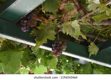 Grape fruit closeup