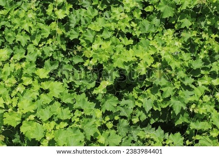 grape grapevine Vitaceae family, photographed from above from balcony of village house. sunny summer day. Grape fruit leaves in fractal triangle shape, bright light green, natural organic fresh.