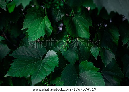 Grape green leaves closeup.Background of green leaves
