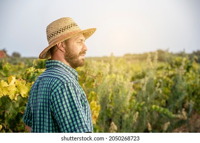 Grape Grower Looks At His Field At Grape Harvest