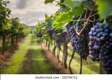 grape harvest - Shutterstock ID 320746712