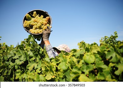 Grape Harvest