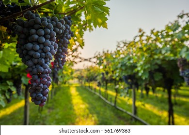 grape harvest
