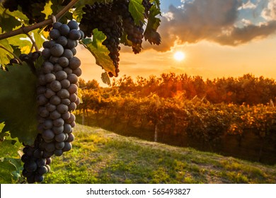 Viñas (Barrystan)  Grape-harvest-260nw-565493827