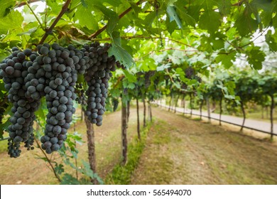grape harvest
