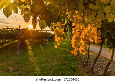 Grape Harvest