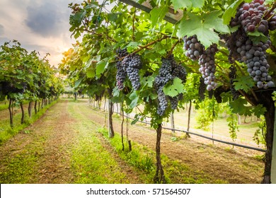 Grape Harvest